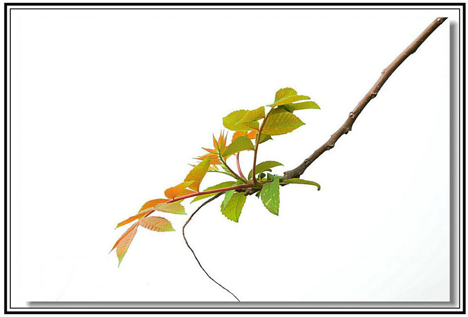 DSC_9485_conew1.jpg