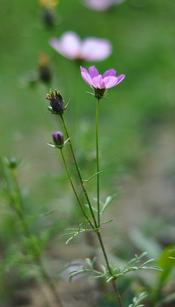 DSC_0422.JPG