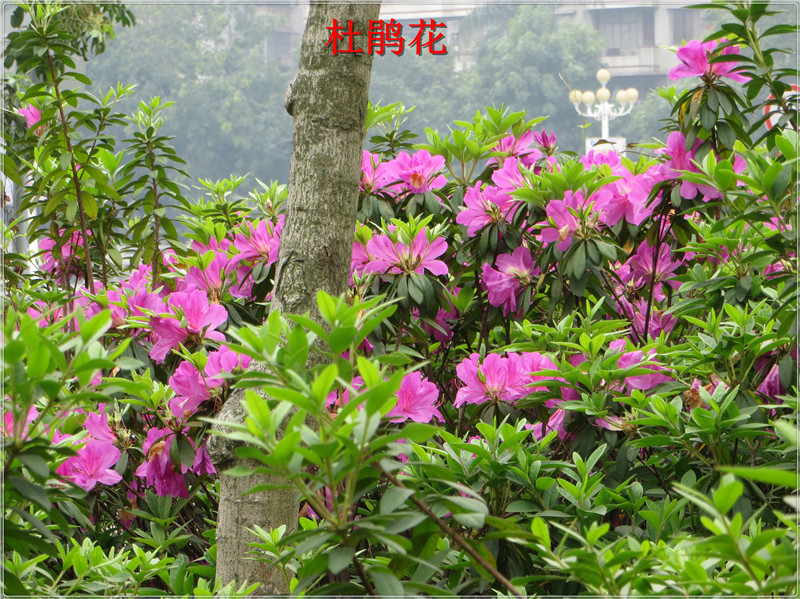 IMG_6941.jpg