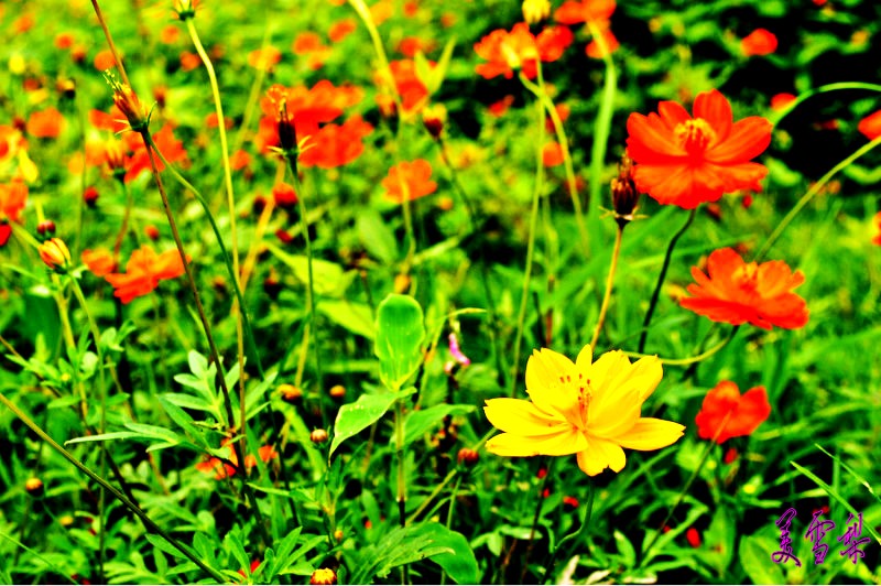 DSC_0022_conew1.jpg