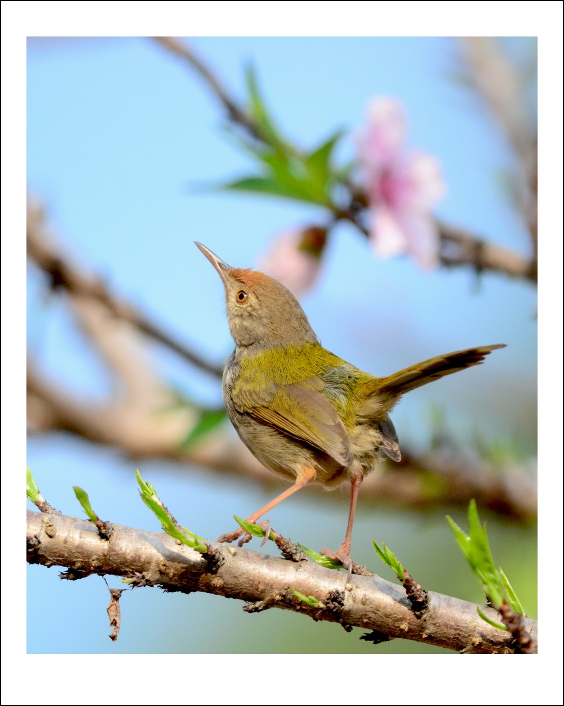 DSC_5725_conew1.jpg