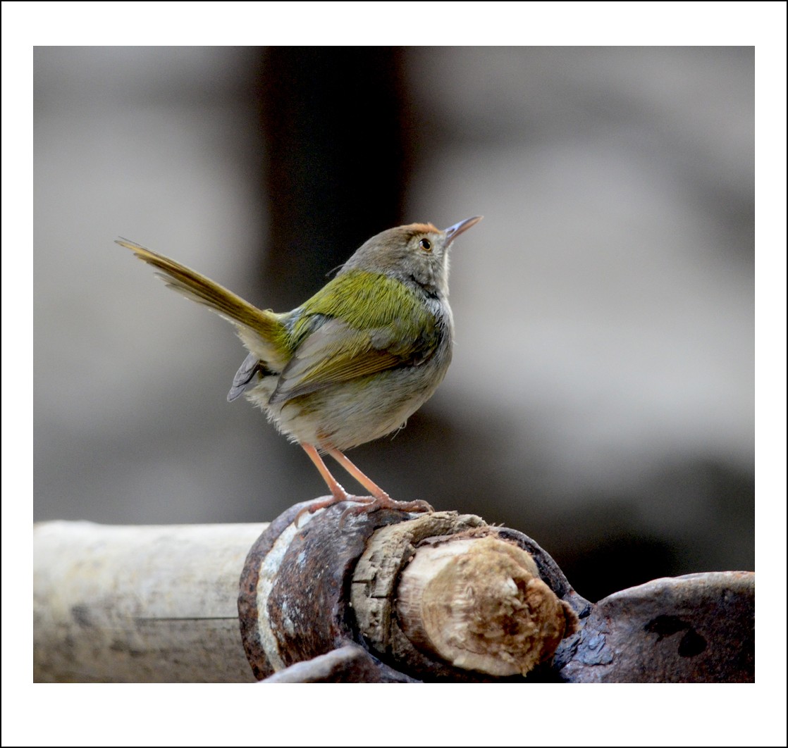 DSC_5791_conew1.jpg