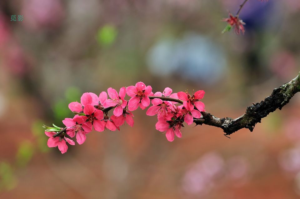 DSC_6737p.jpg