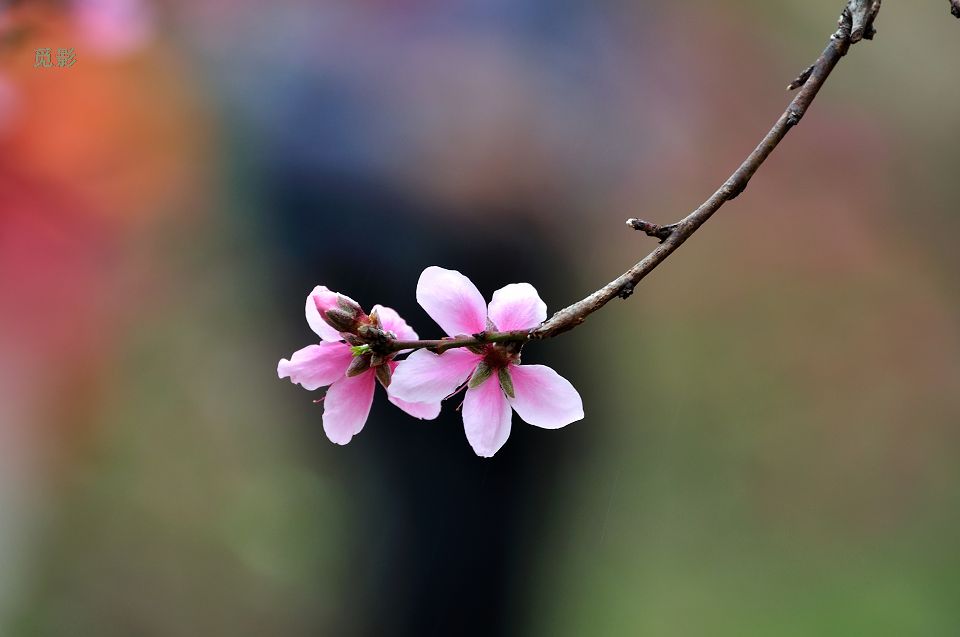 DSC_6721p.jpg