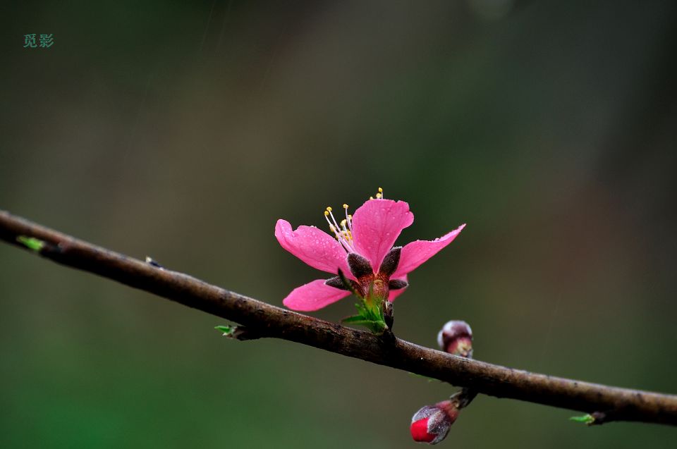 DSC_6763p.jpg