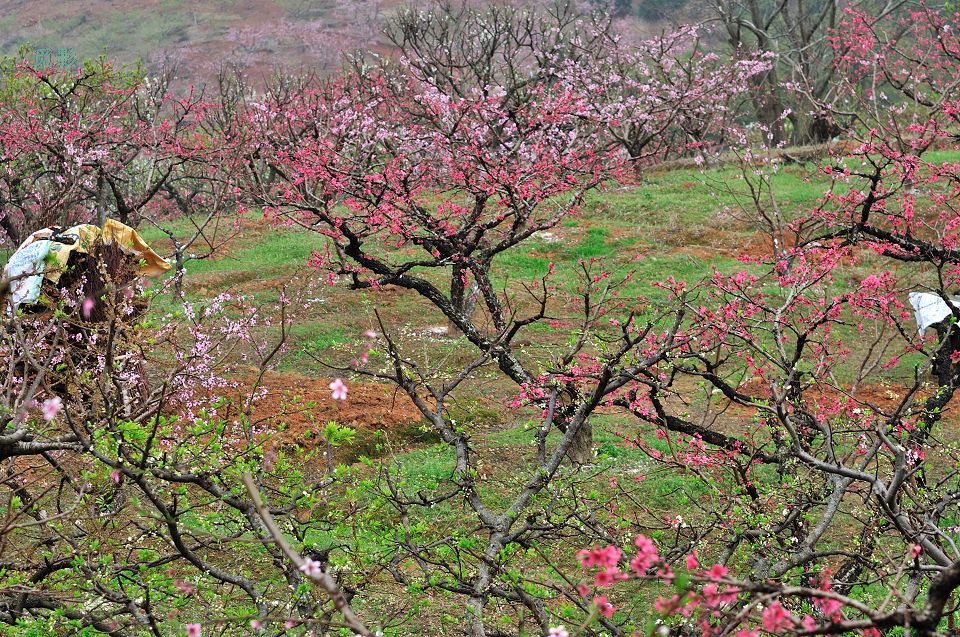 DSC_6732.jpg