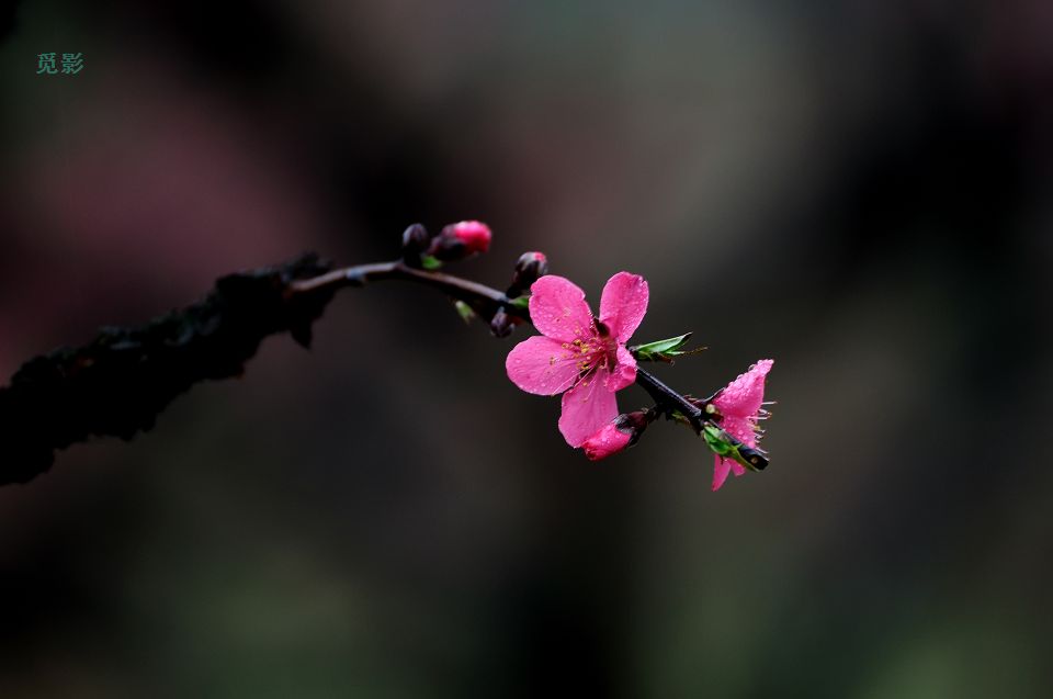 DSC_6834p.jpg