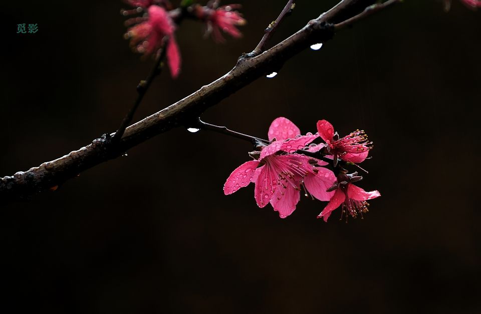 DSC_6859p.jpg
