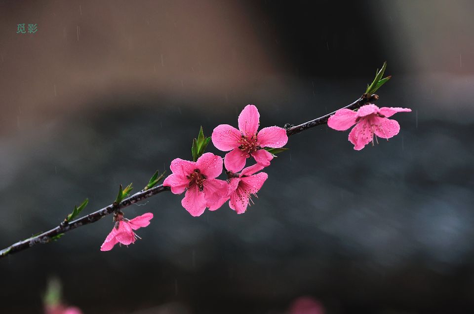 DSC_6813p.jpg