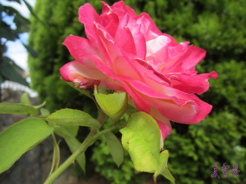img_1750_conew1.jpg