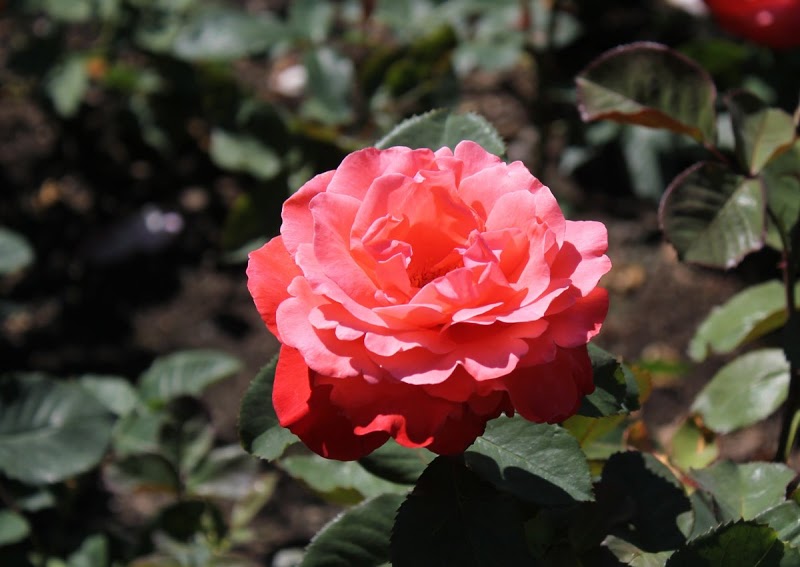 2010-07-28a-096.jpg