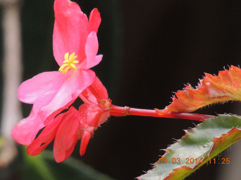 flowers 2014 346_.jpg