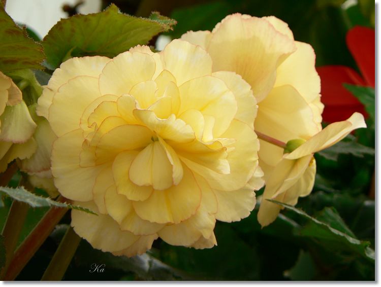 Flowers 06--03--14 214.jpg