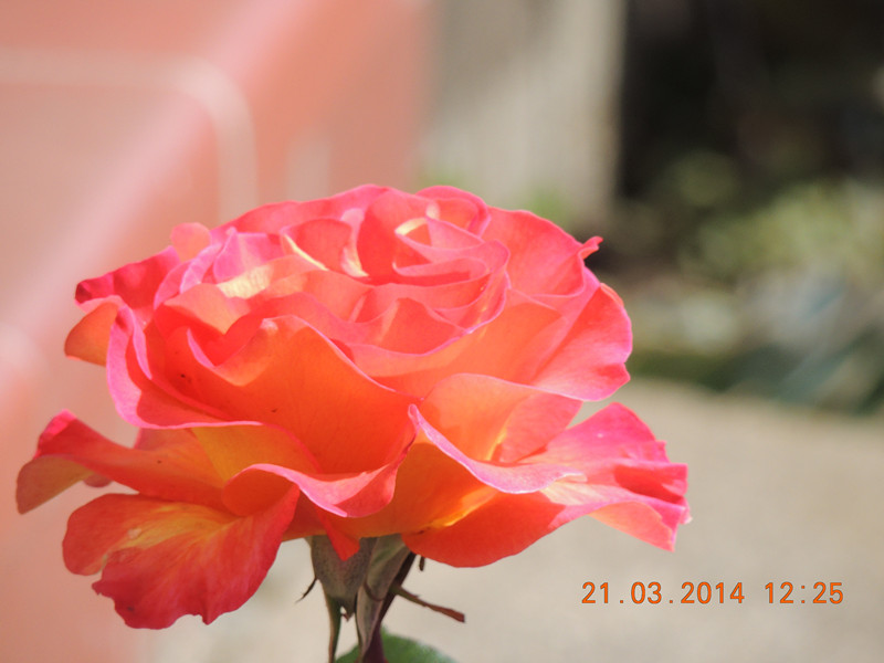 flowers 2014 582_.jpg