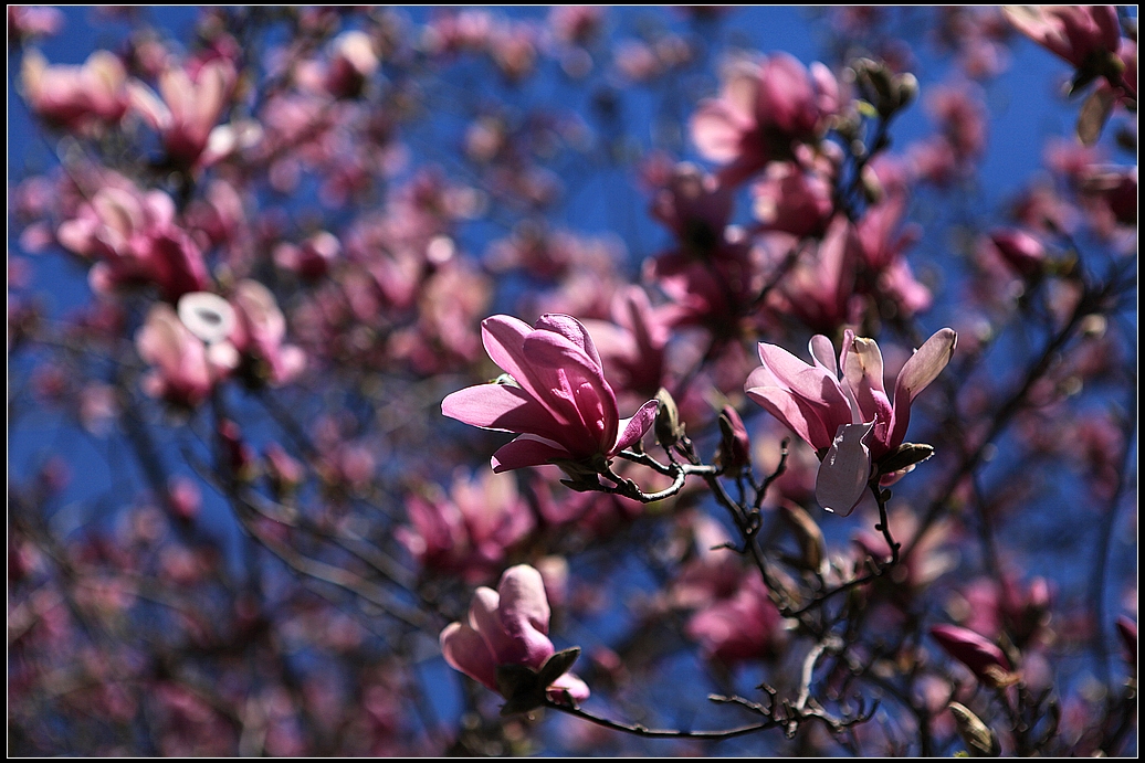 IMG_8790a.jpg