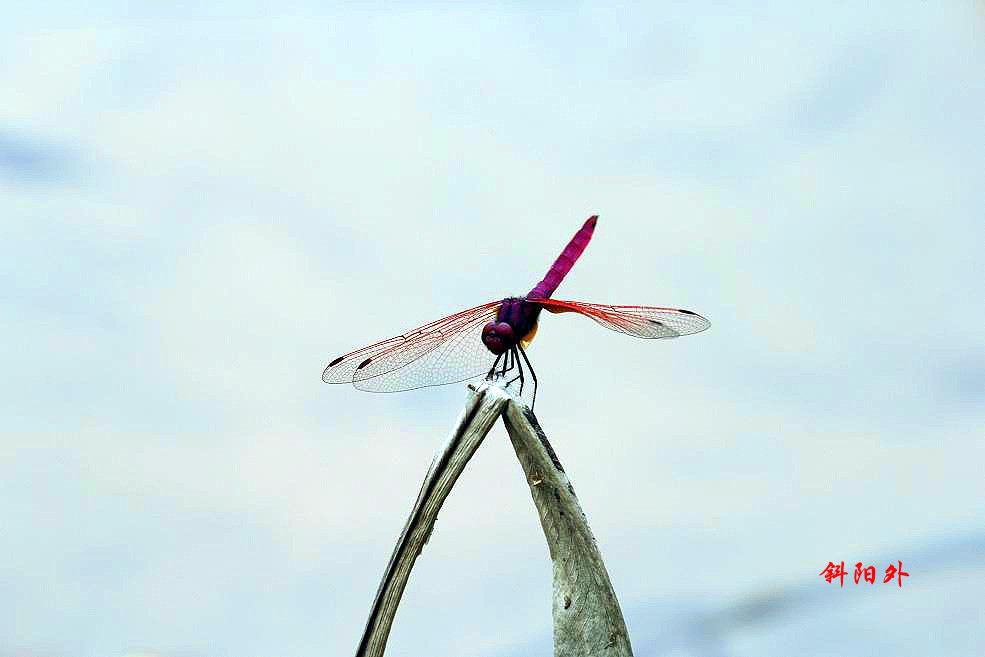_MG_6909_.jpg