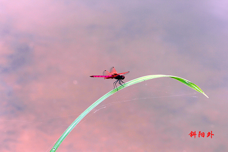 _MG_66522014--2--2-2_.jpg
