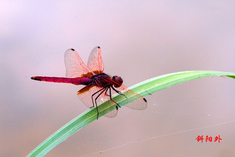 _MG_67112014--2--2-2_.jpg