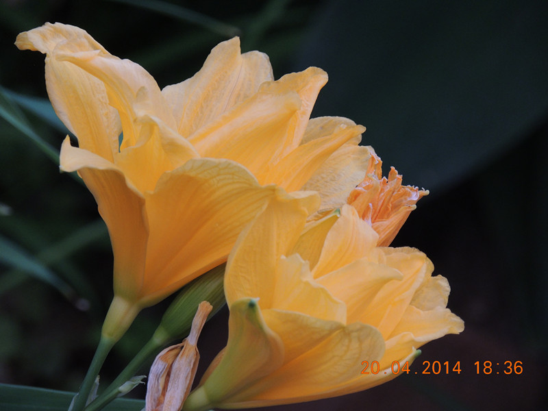 flowers 2014 957_.jpg