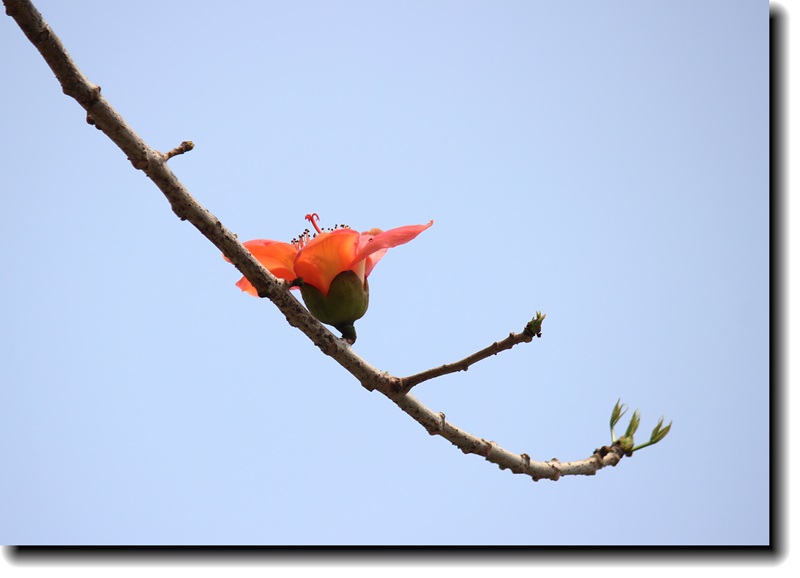 IMG_8692_.jpg