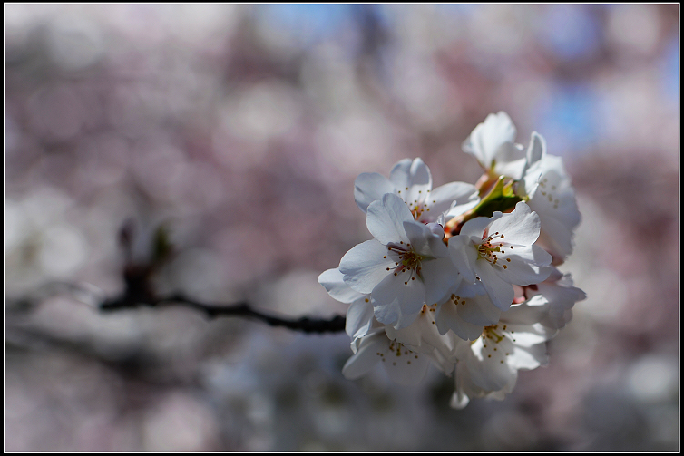 DSC_6409.JPG