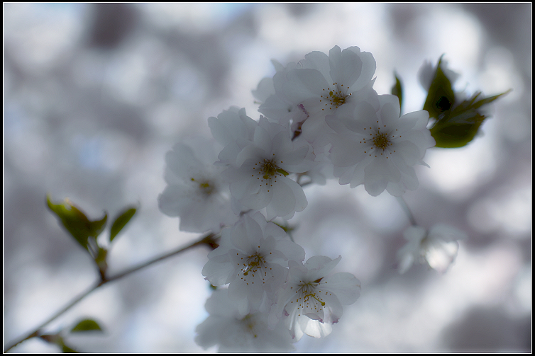 DSC_6496.JPG