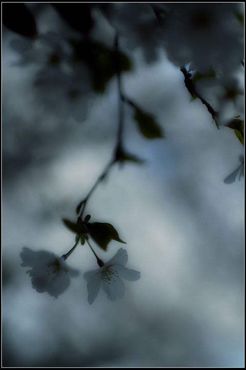 DSC_6320.JPG