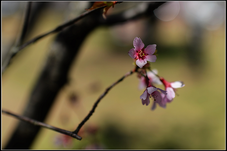 DSC_6355.JPG