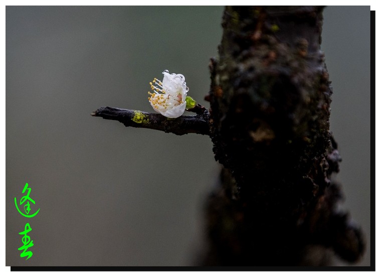 DSC_0478_conew1.jpg