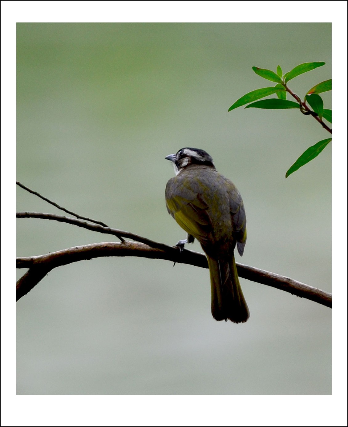 DSC_1930_conew1.jpg