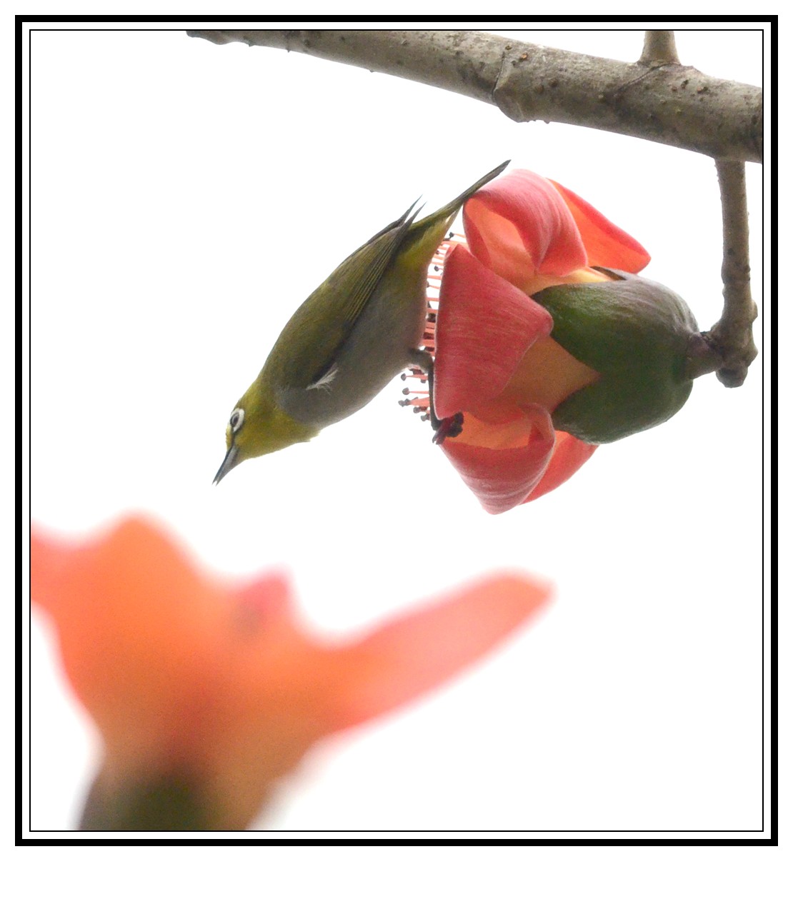 DSC_0051_conew1.jpg