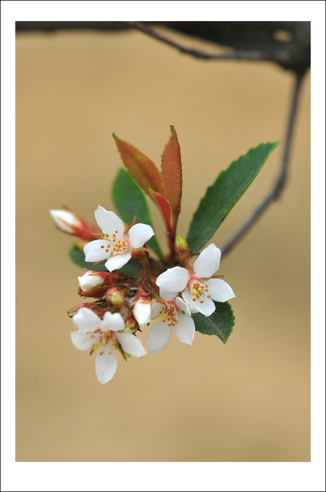 DSC_6060_conew1.jpg