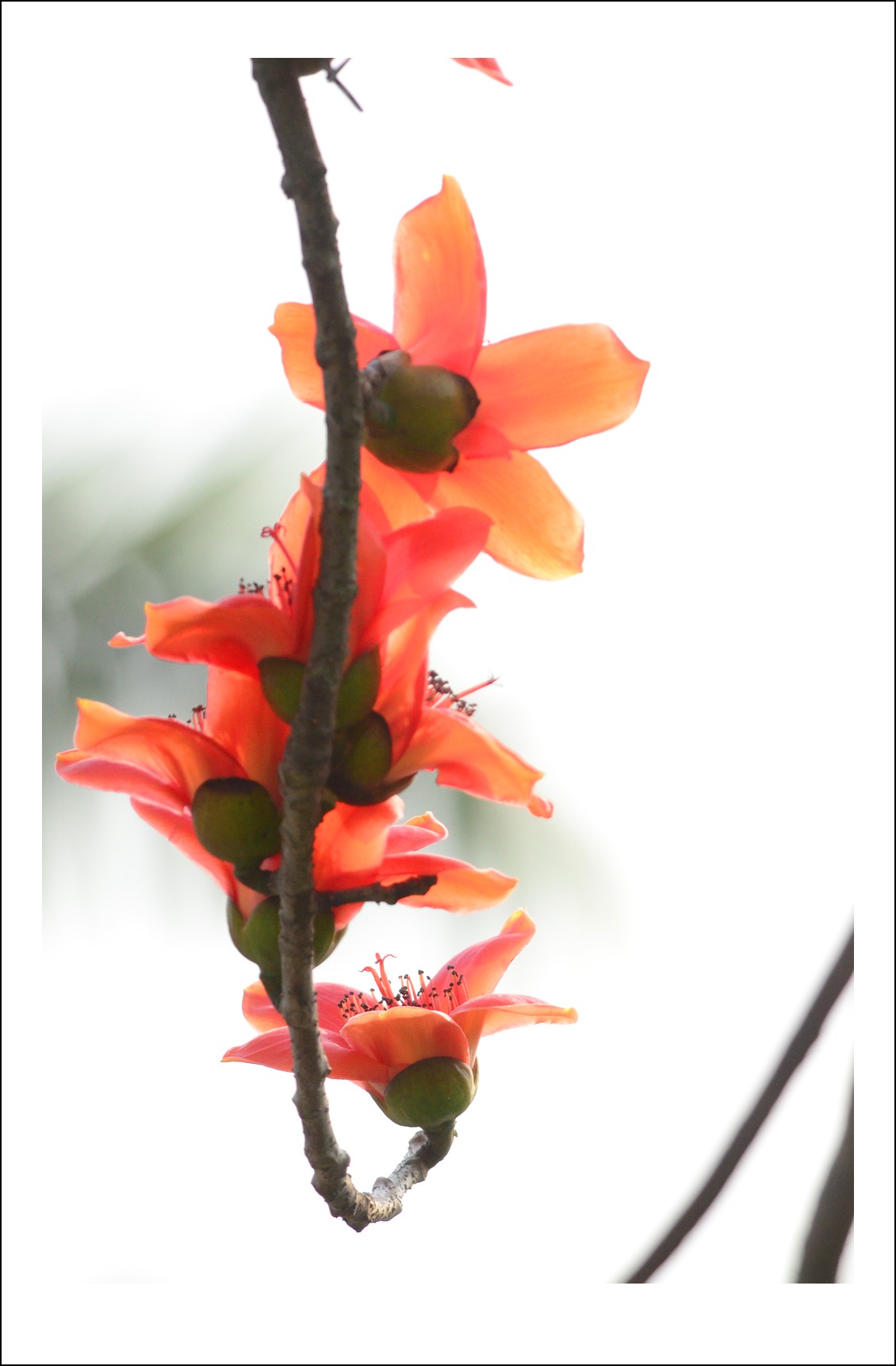 DSC_1028_conew1.jpg