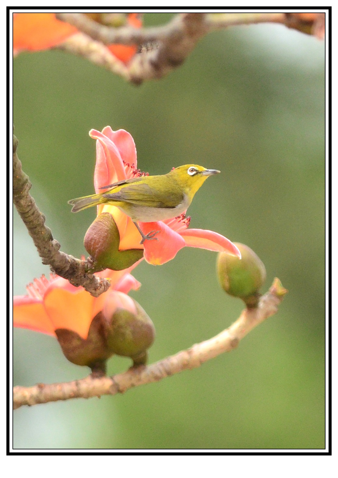 DSC_0506_conew1.jpg