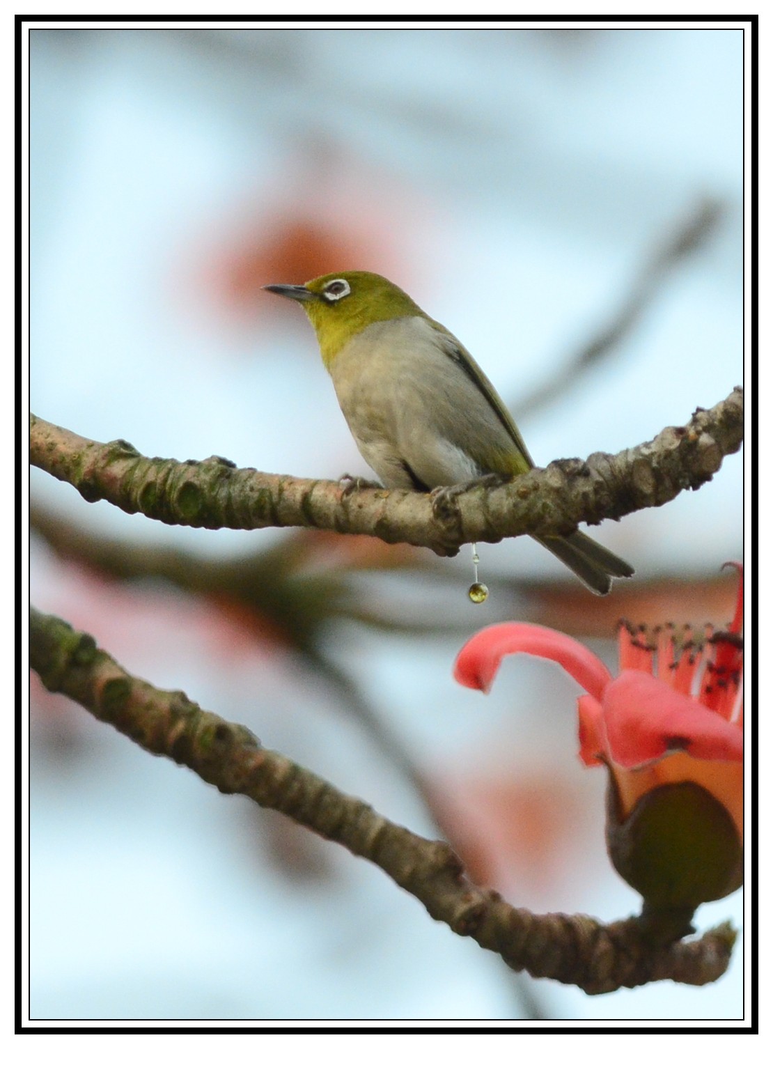 DSC_0568_conew1.jpg