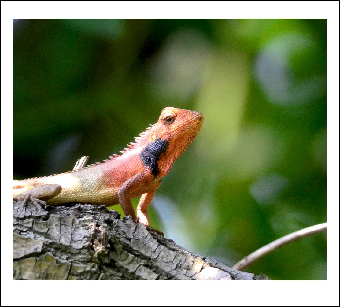 DSC_0832_conew1.jpg