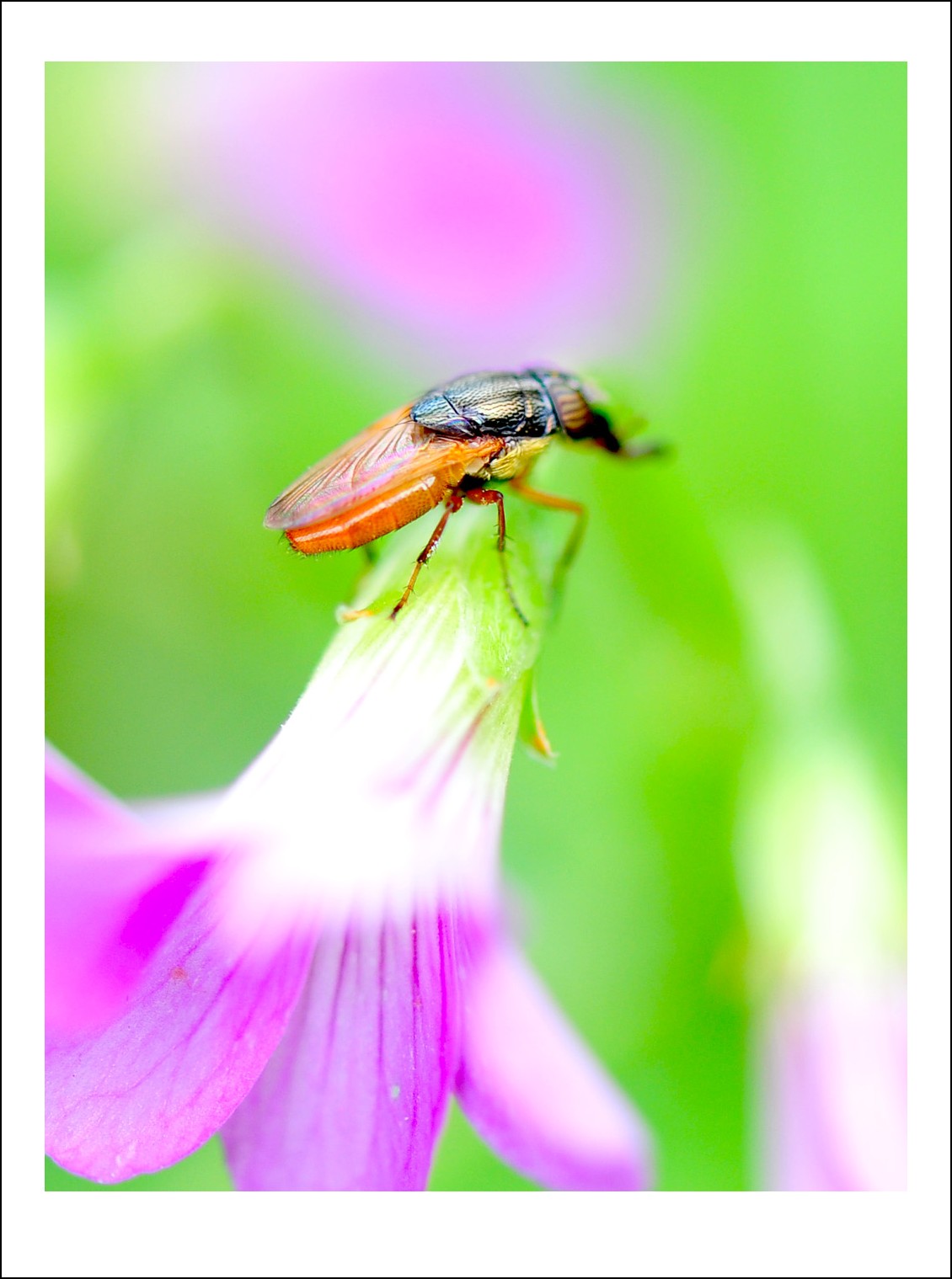 DSC_9183_conew1.jpg