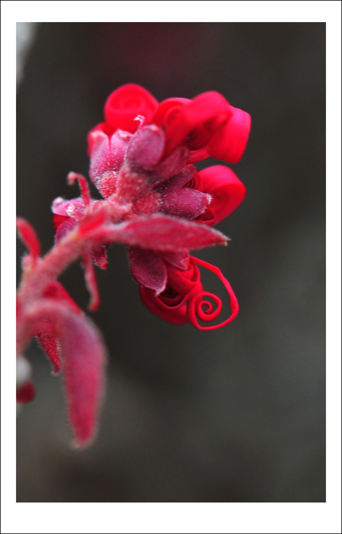 DSC_4593_conew1.jpg