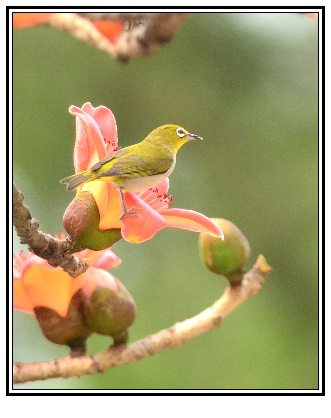 DSC_0498_conew1.jpg