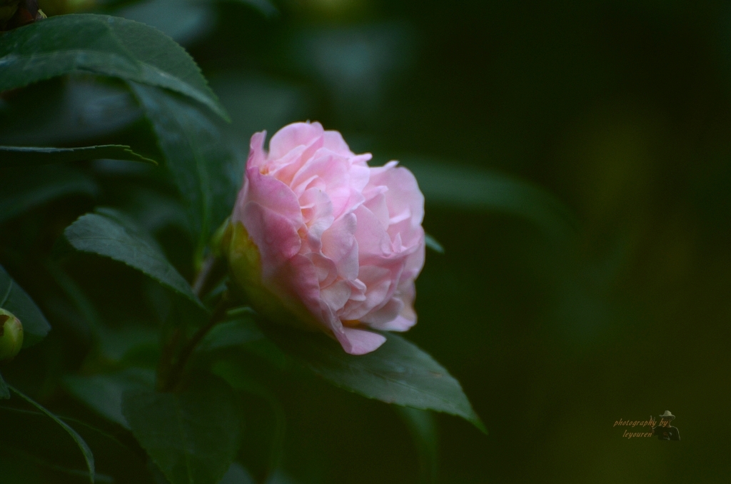 DSC_0263.JPG