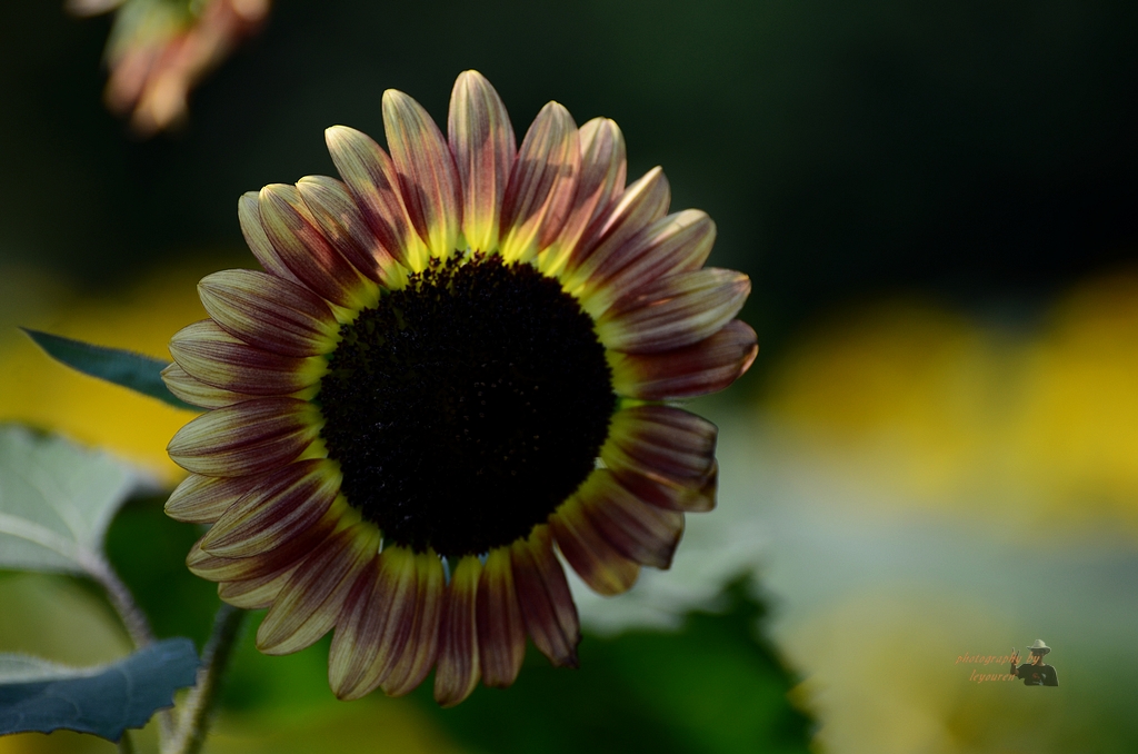 DSC_0135.jpg