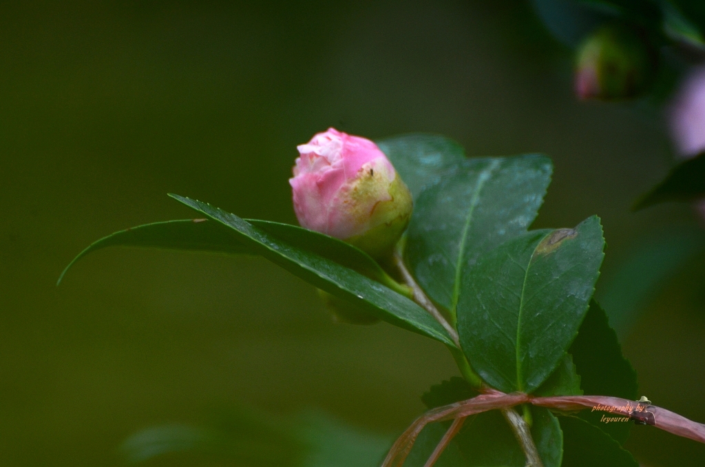 DSC_0262.JPG
