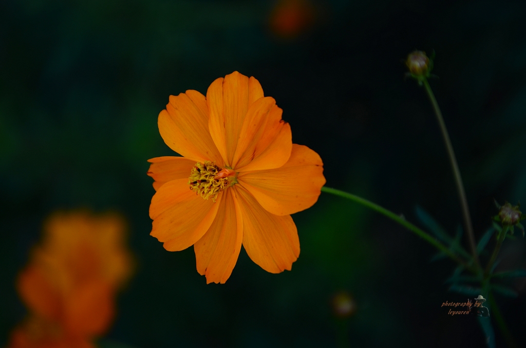 DSC_0699.jpg