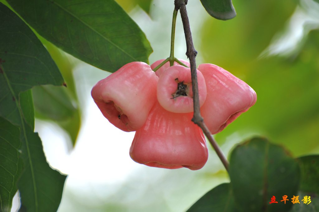 DSC_2844.JPG