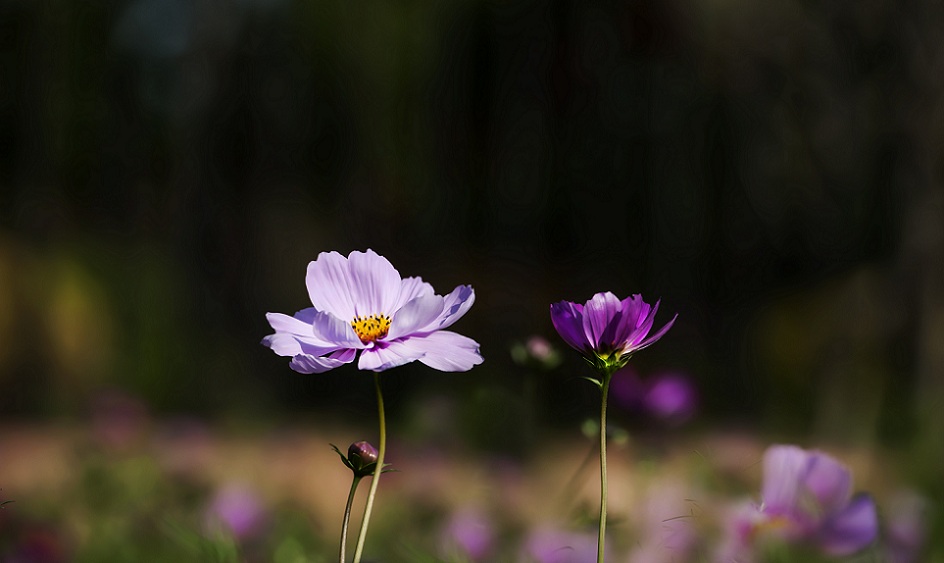 DSC_4624.jpg