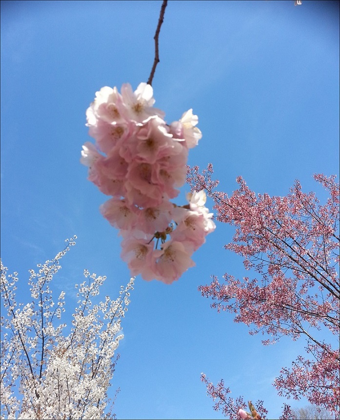 20140420_134748_conew1.jpg