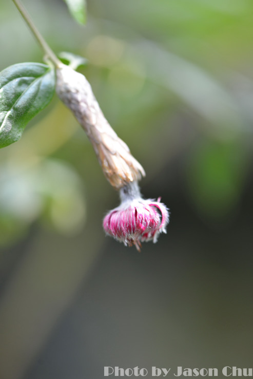 DSC_2306.JPG