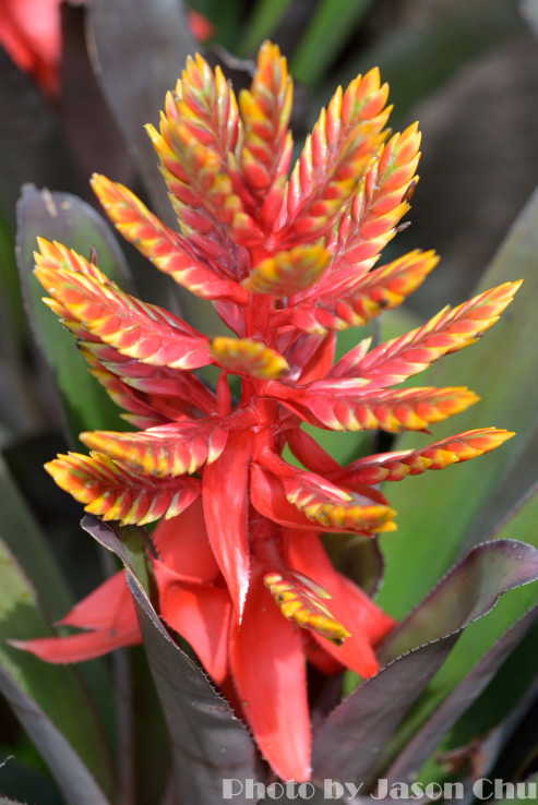 DSC_2459.JPG