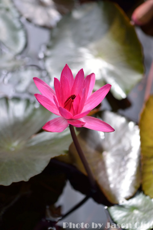 DSC_2267.JPG