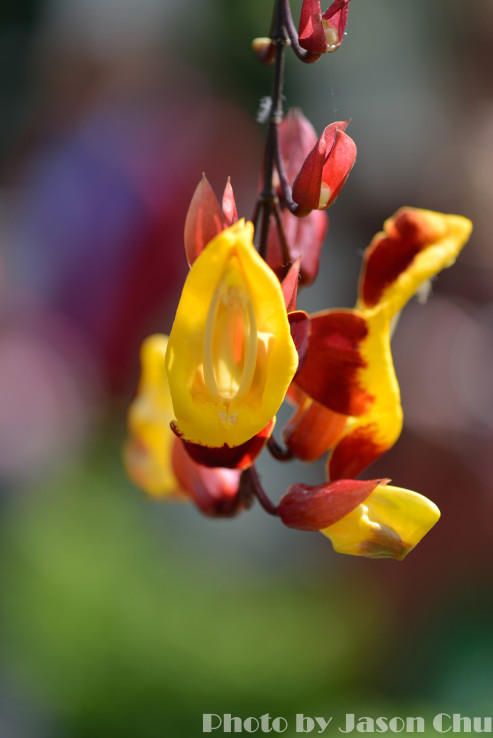 DSC_2256.JPG